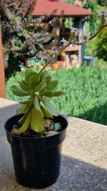 A. cristatus inflorire 2024 - Adromischus