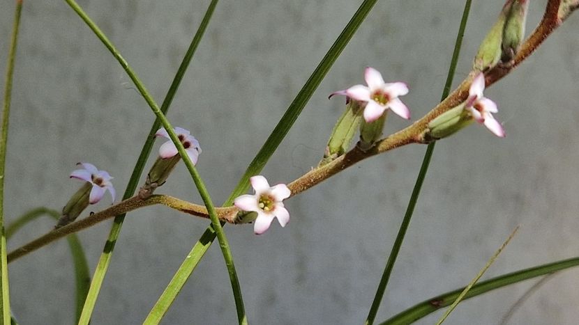 Floare adromischus - Adromischus