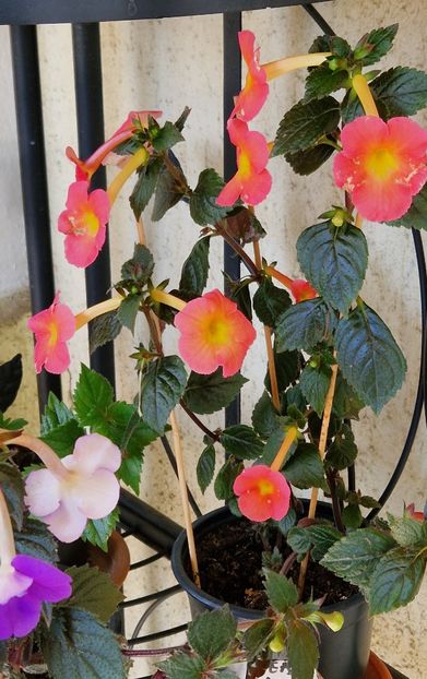  - Peach Cascade p