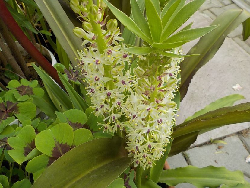  - eucomis