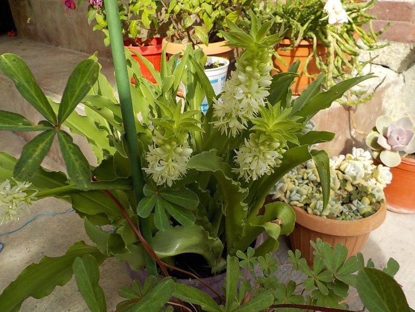  - eucomis