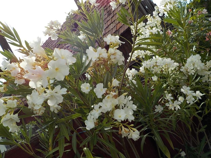  - mont blanc leandru nr 22