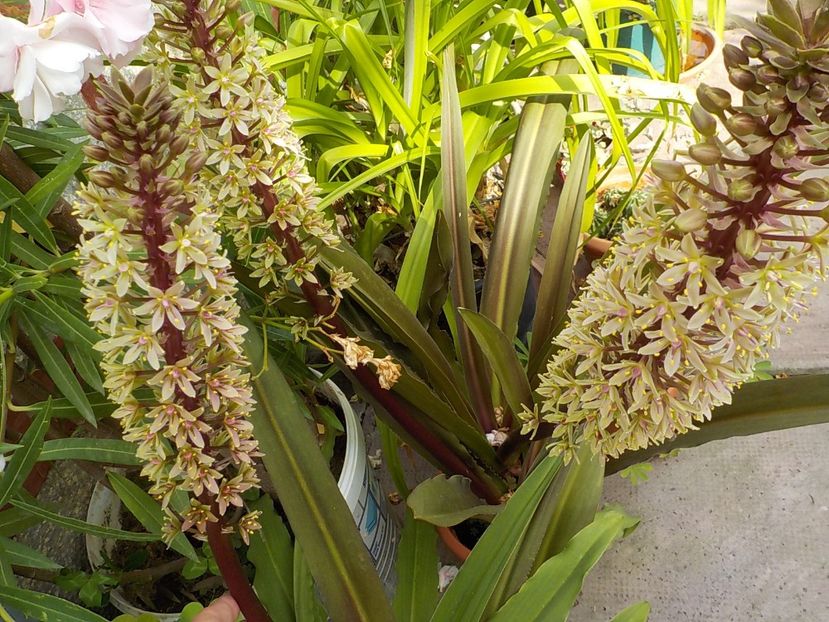  - eucomis