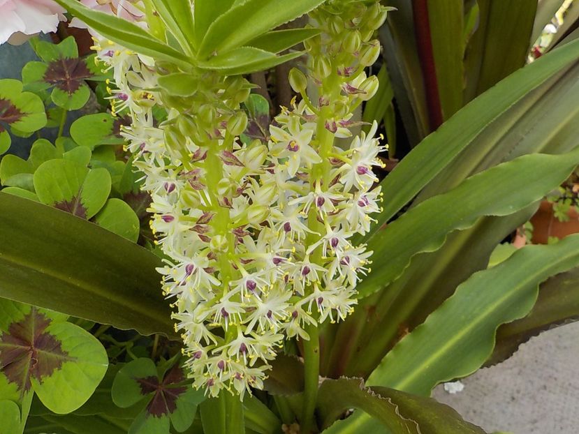  - eucomis