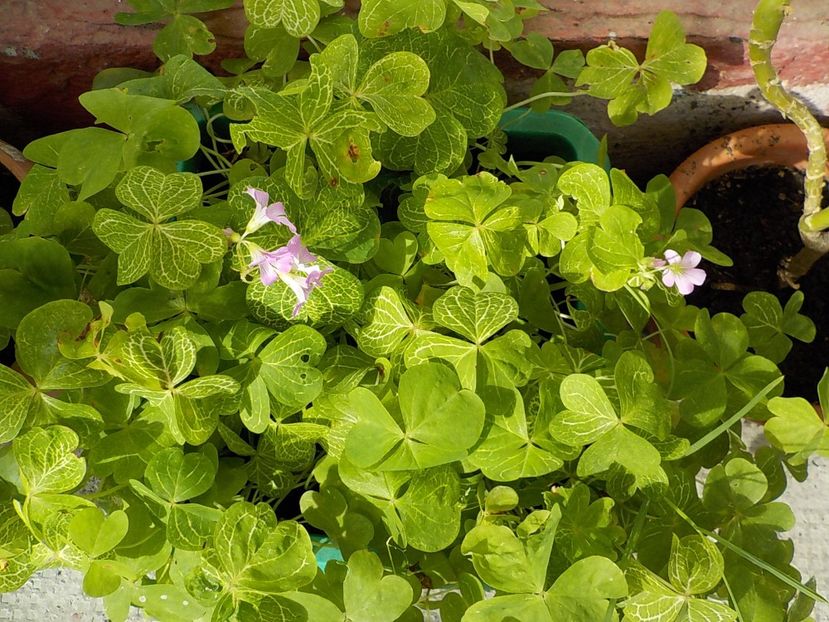  - oxalis corimbosa aureo
