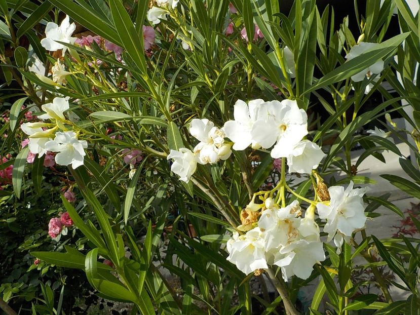  - mont blanc leandru nr 22