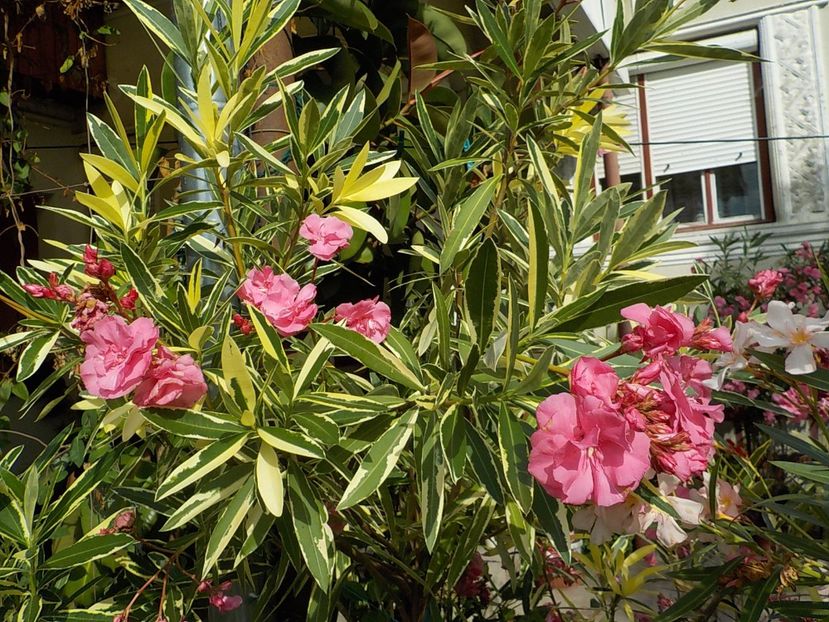  - variegat nr 24