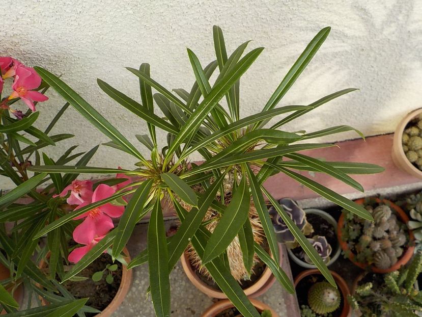 - Genul Pachipodyum