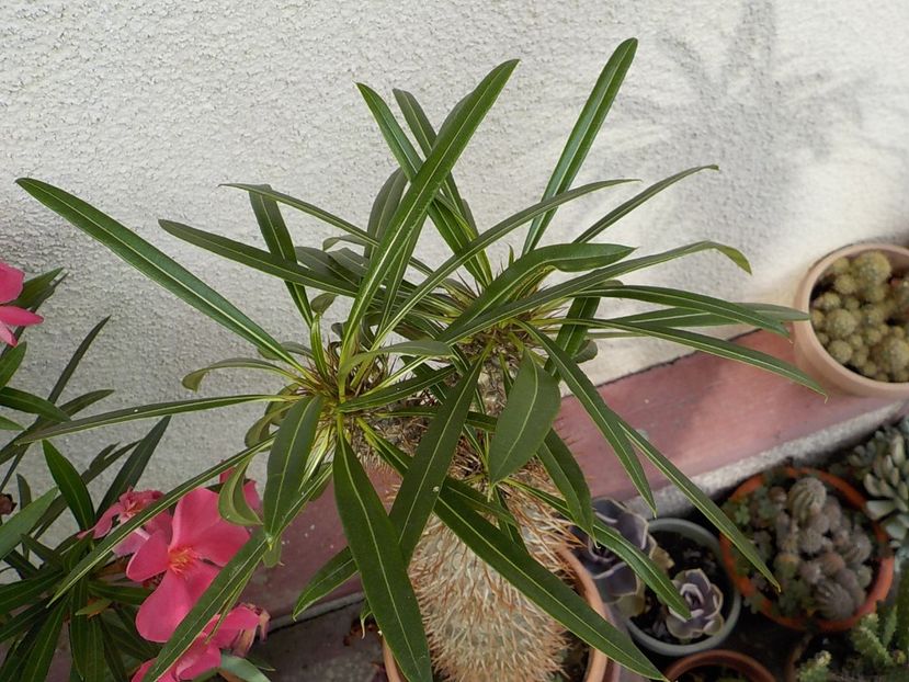  - Genul Pachipodyum