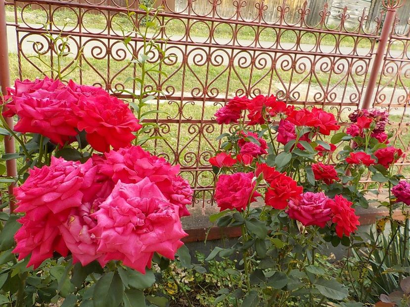  - Trandafiri in gradina mea