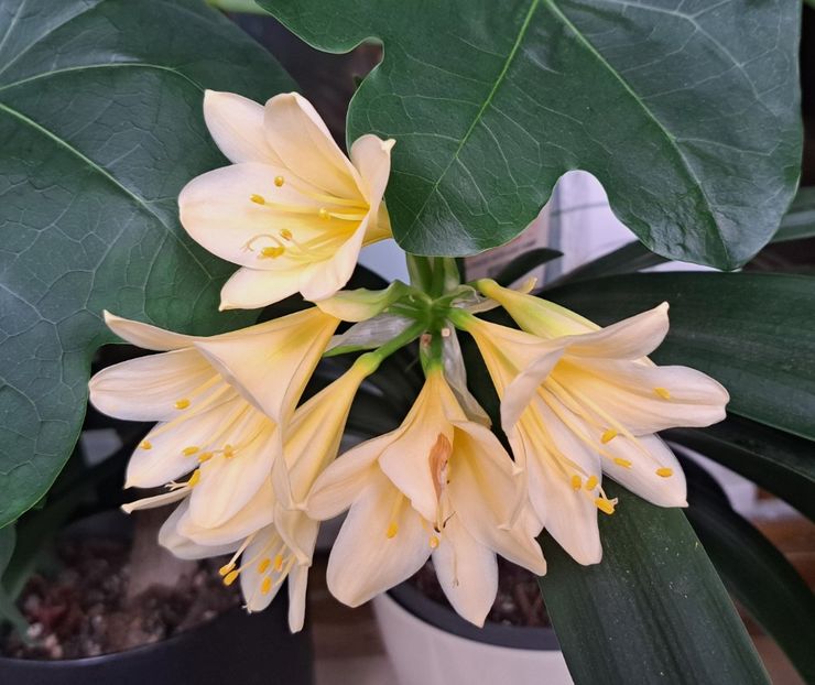  - x Alte plante cu flori