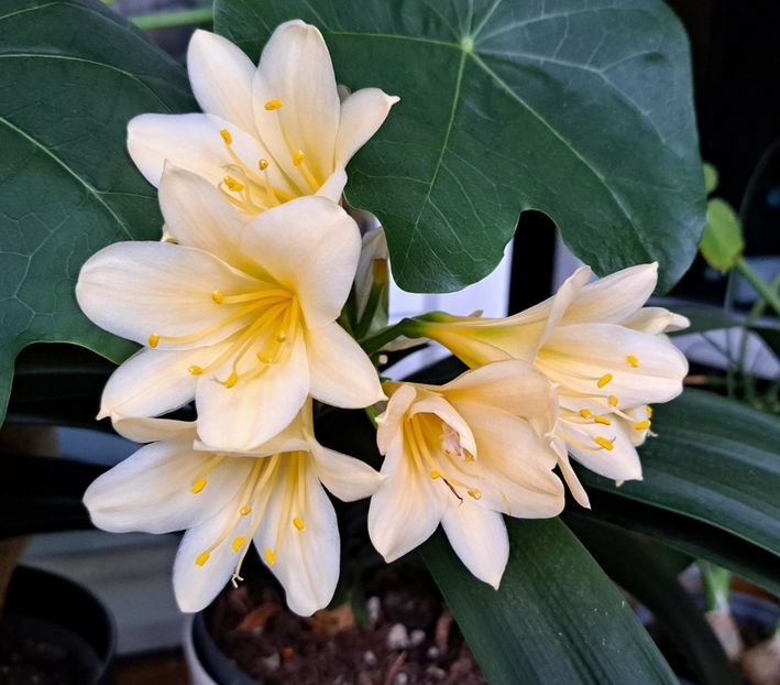  - x Alte plante cu flori