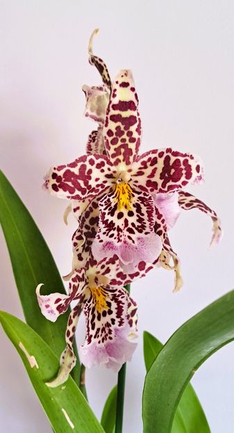 Degamoara Purple Princess - ORHIDEE