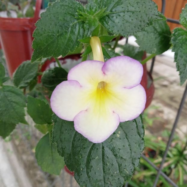 Sweet Giant - - - 2024