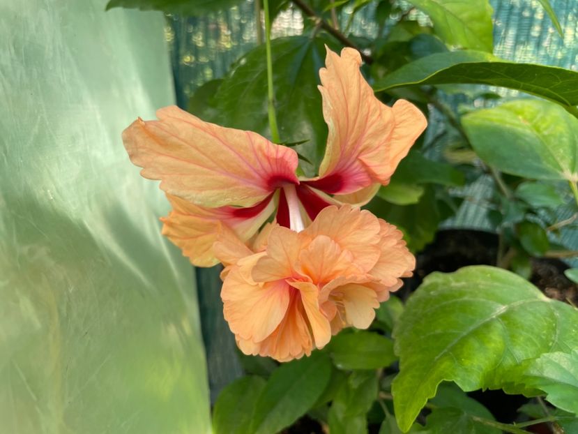  - 001 - Hibiscusi 2024 - 1