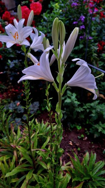  - Crini de gradina 2015- prezent