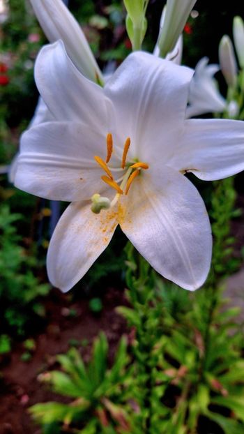  - Crini de gradina 2015- prezent