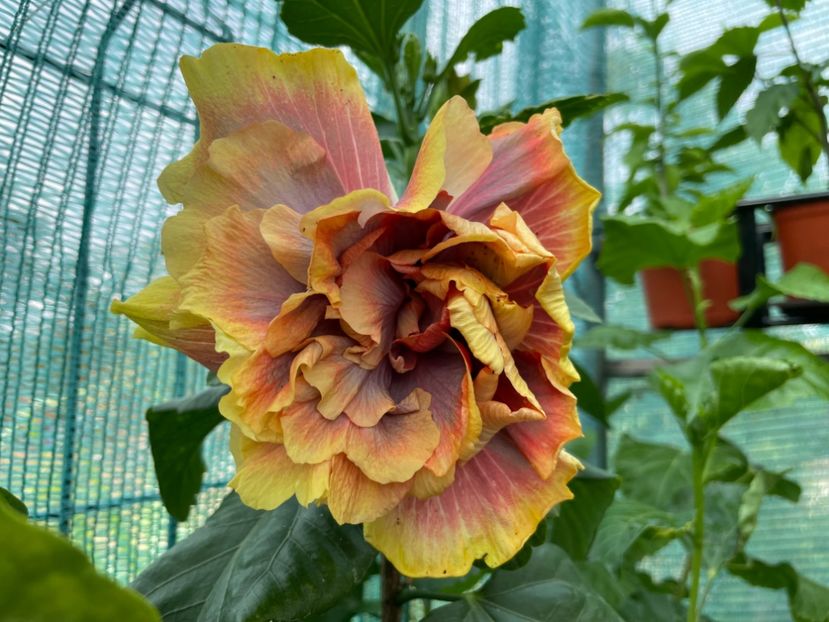  - Wind Rosa Feng Xiajunr