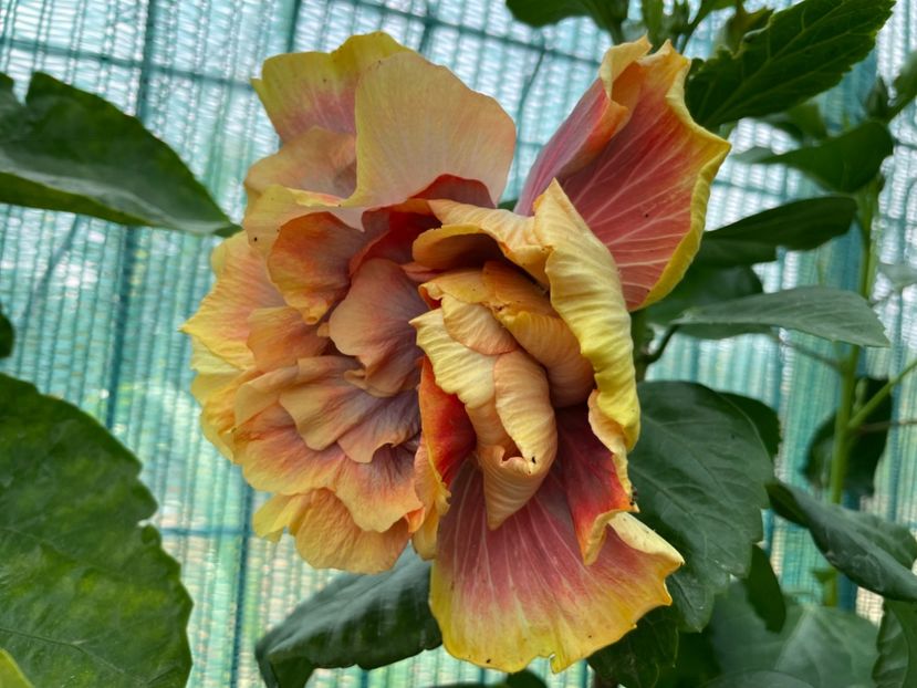  - Wind Rosa Feng Xiajunr