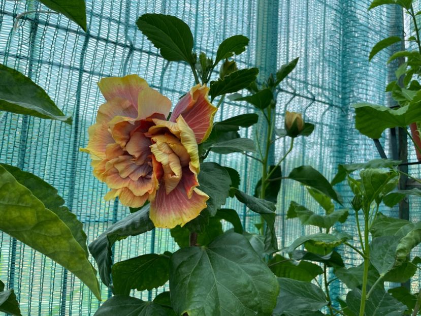  - Wind Rosa Feng Xiajunr