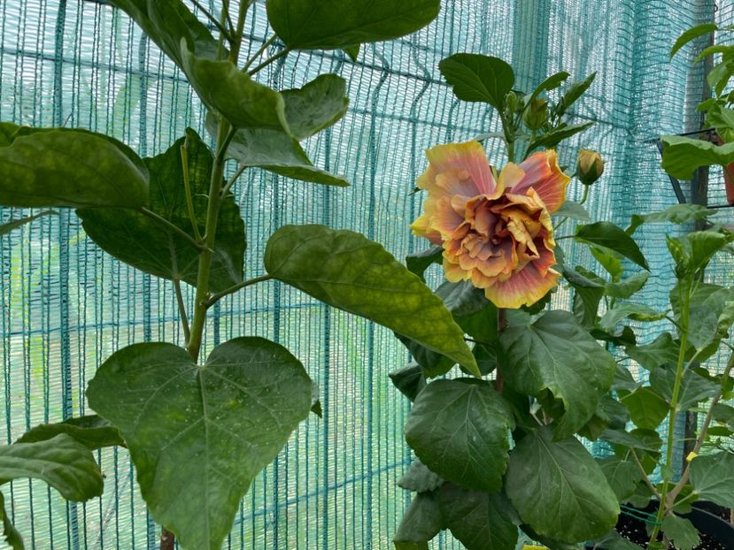  - Wind Rosa Feng Xiajunr