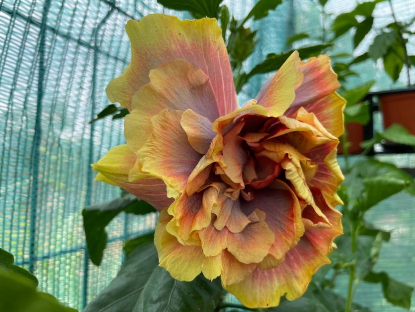  - Wind Rosa Feng Xiajunr