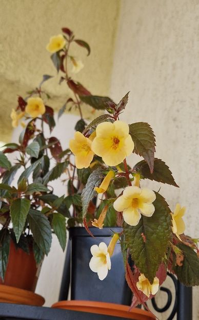  - Yellow Beauty p