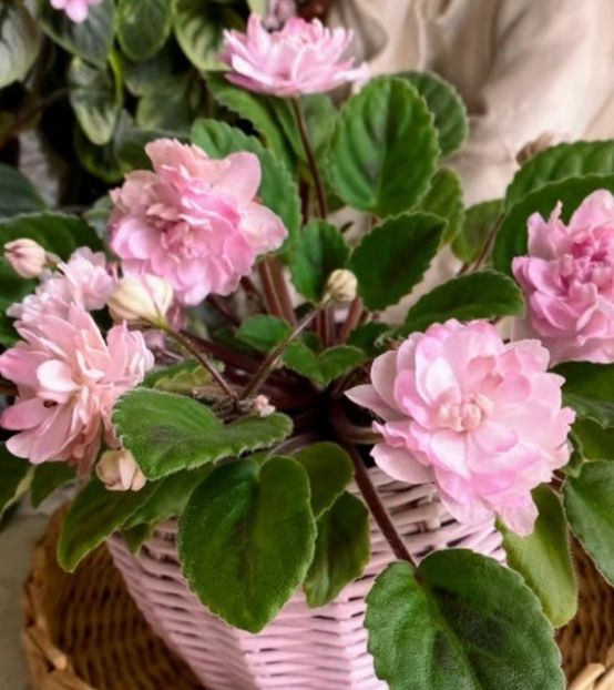 Poza net - OGO-Lituanika Black - chimera