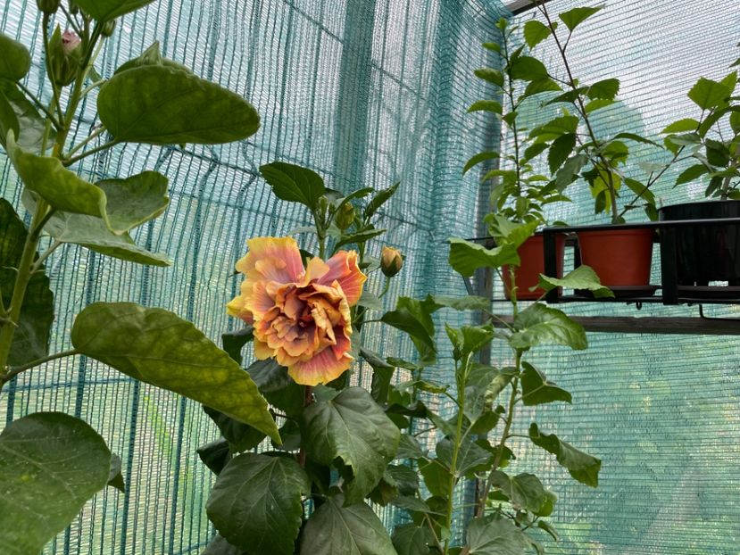  - Wind Rosa Feng Xiajunr