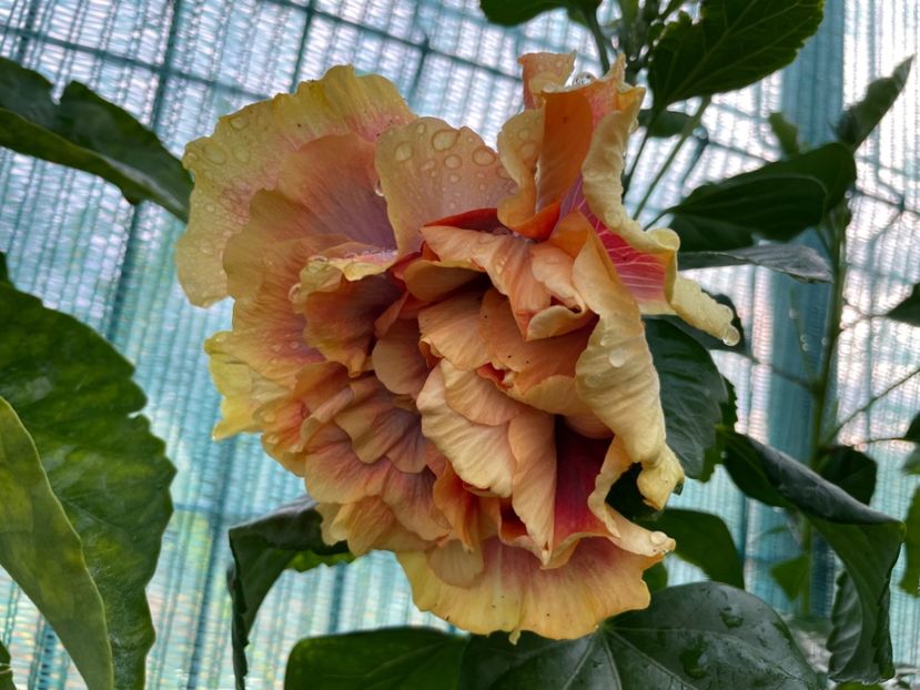  - Wind Rosa Feng Xiajunr