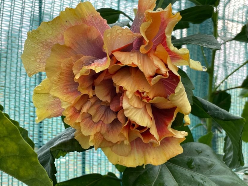  - Wind Rosa Feng Xiajunr