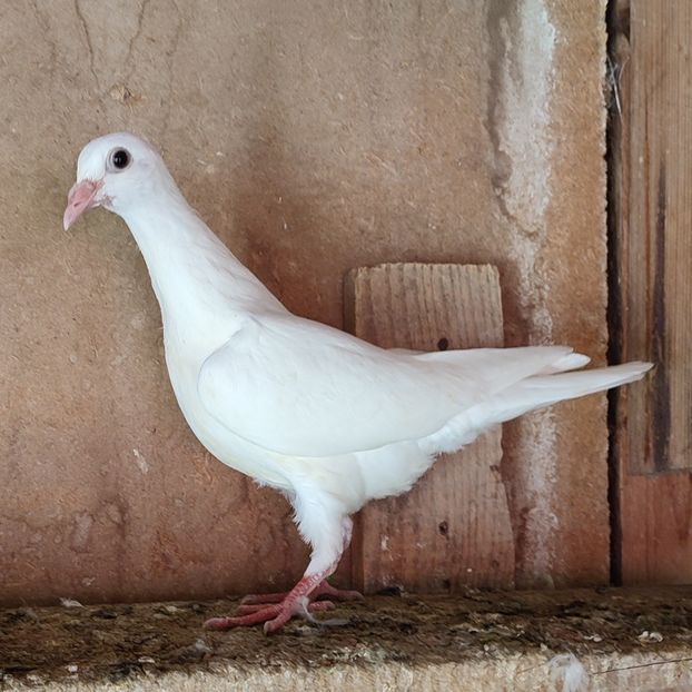 Pui 23-594....-20 lei - Porumbei vanduti