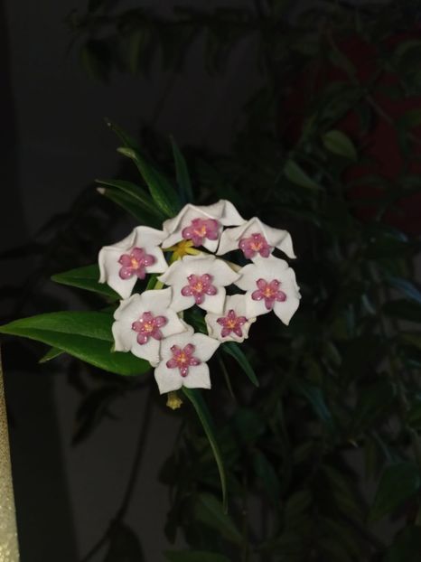 IMG-20240715-WA0037 - Flori 2024