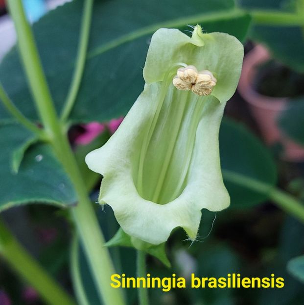 Img.2024.07.26 - Sinningia din semințe hibrizi Dna Dietze 2024