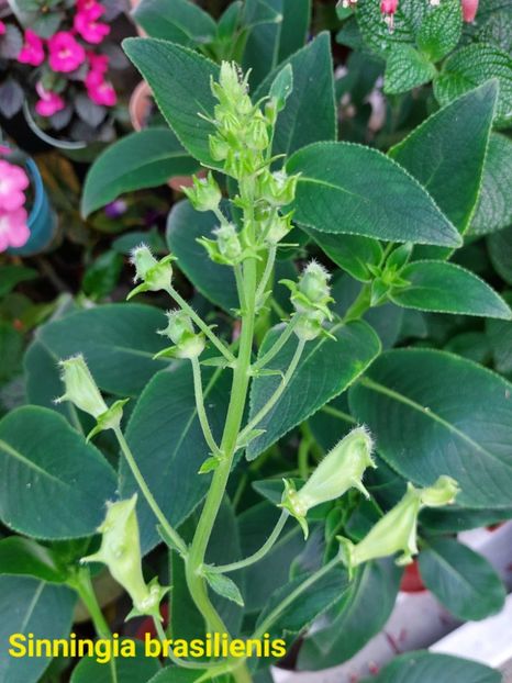 Img. 2024.07.26 - Sinningia din semințe hibrizi Dna Dietze 2024