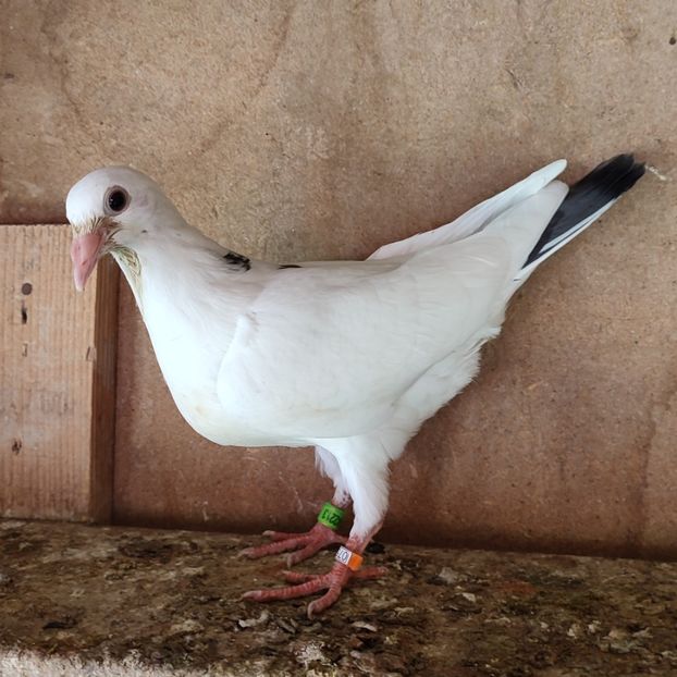 Pui 23-213....-20 lei - Porumbei vanduti