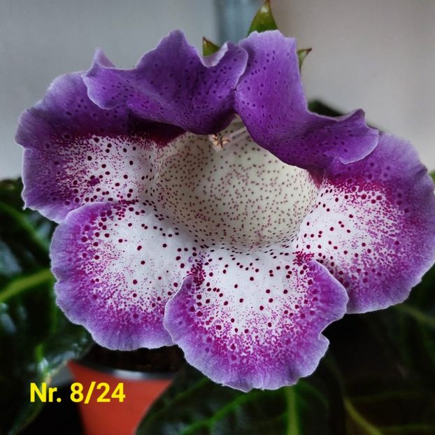 Img.2024.0726 - Sinningia din semințe hibrizi Dna Dietze 2024