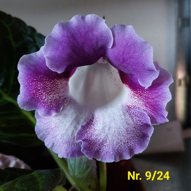 Img.2024.07.26 - Sinningia din semințe hibrizi Dna Dietze 2024