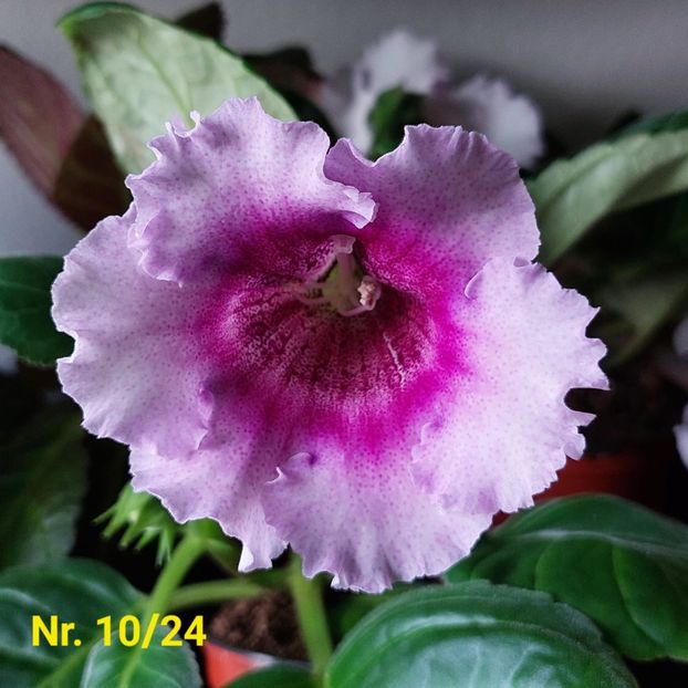 Img.2024.07.26 - Sinningia din semințe hibrizi Dna Dietze 2024