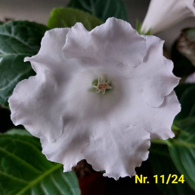 Img.2024.07.26 - Sinningia din semințe hibrizi Dna Dietze 2024