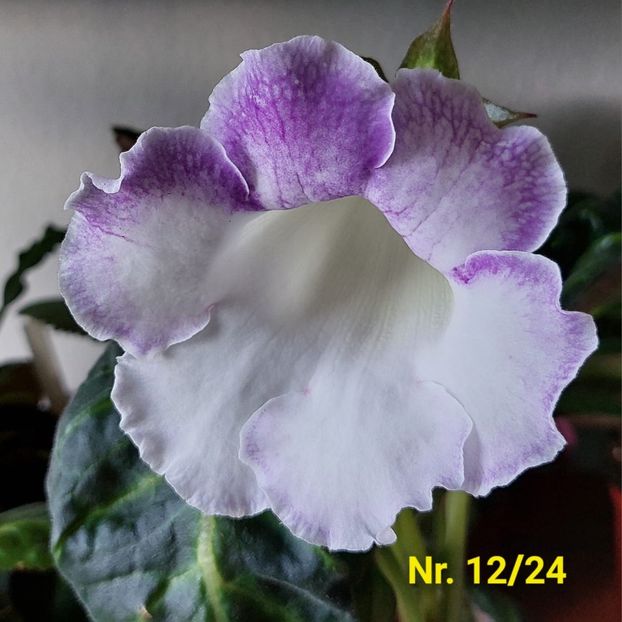 Img.2024.07.26 - Sinningia din semințe hibrizi Dna Dietze 2024