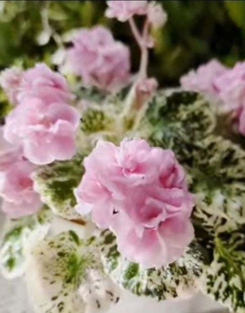 Poza net - Rose Bouquet