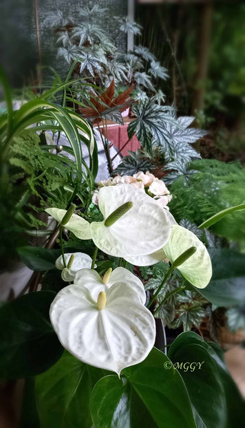 © - 2024 - 02 - Vara