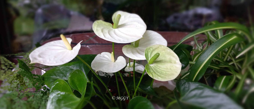 © - 2024 - 02 - Vara