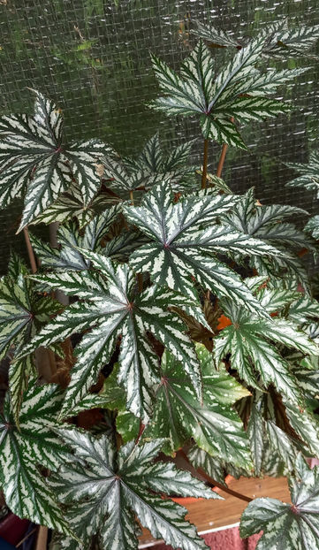 © - 2024 - 02 - Vara