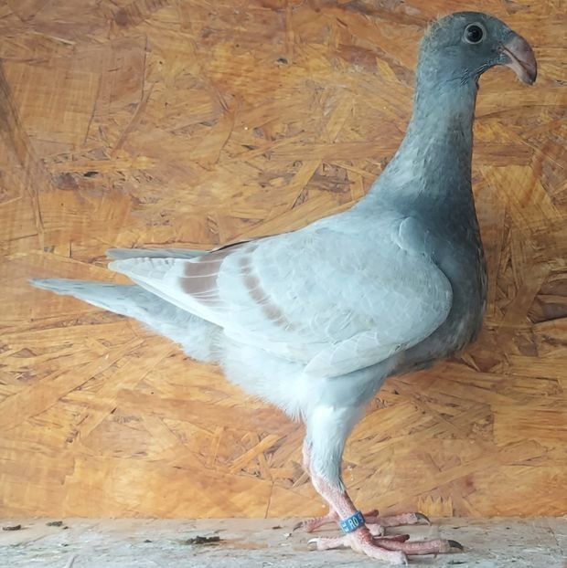  - 3---AGH DAȚI 2019 - 2025