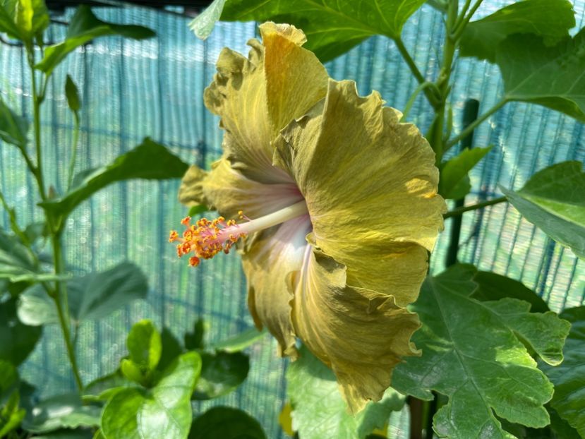  - 001 - Hibiscusi 2024 - 1