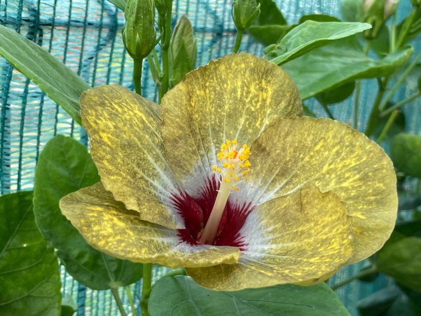  - 001 - Hibiscusi 2024 - 1