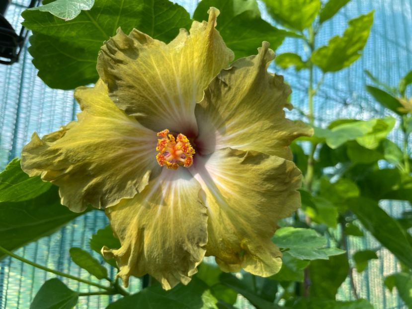  - Moorea Green Gold Pearl