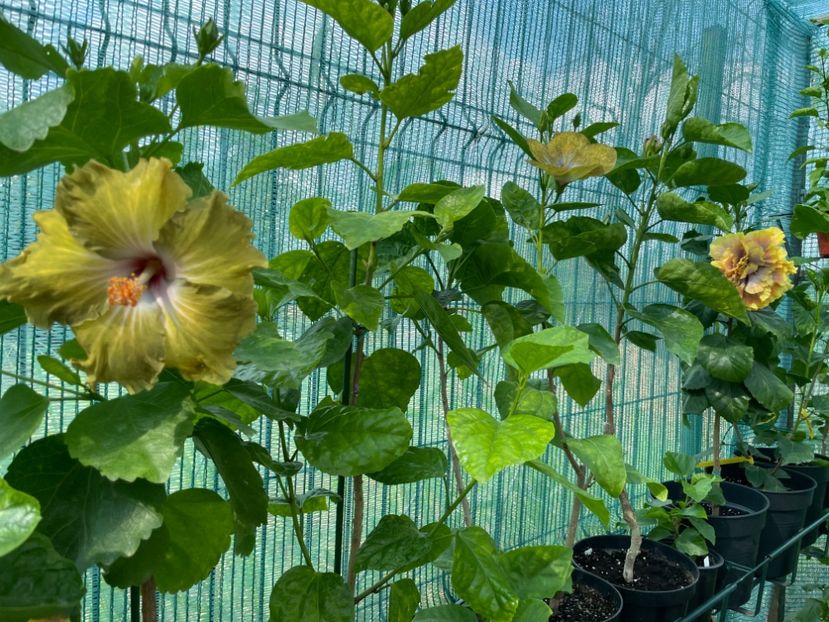  - Moorea Green Gold Pearl